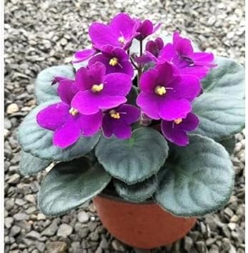 Purple African Violet Flower Seeds for Planting 100 Pcs pcs