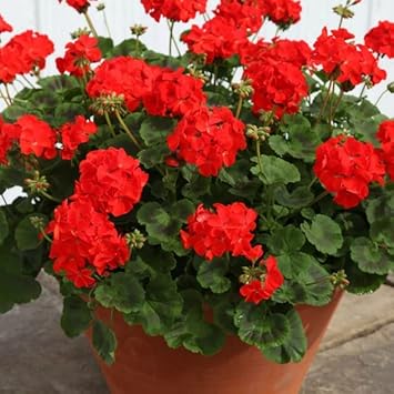 Heirloom Non-GMO Red Geranium Flower Seeds for Planting - Beautiful Blooms