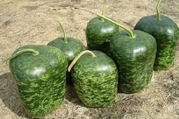 Green Gourd Seeds for Planting - heirloom & Non GMO Seeds