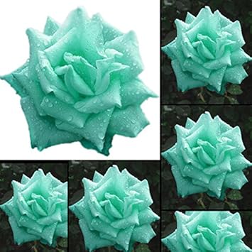 Sea Green Rose Plant Seeds for Garden Heirloom Non-GMO Seeds for Planting and Growing