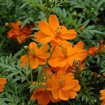 Orange Cosmos Flower Seeds for Planting – Vibrant Blooms, Non-GMO, Heirloom Seeds