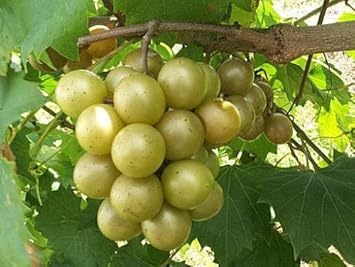 Green grape fruit seeds