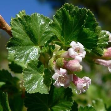 Pink Ribes Cereum Flower Seeds for Planting - 100 pcs
