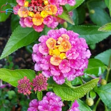 Heirloom Non-GMO Pink Lantana Flower Seeds for Butterfly Gardens and Colorful Outdoor Planting