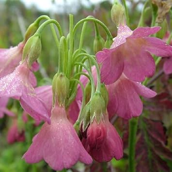 Waltonii (Waltonii scientific name) for planting in garden