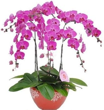 Heirloom Non-GMO Pink Hydroponic Orchid Flower Seeds for Garden Planting ƒ?? Exotic Indoor Blooms