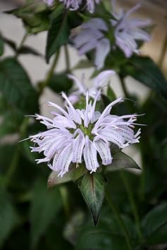 Heirloom Non-GMO Monarda Bradburiana Flower Seeds for Planting – Fragrant Pollinator-Friendly Perennial Blooms