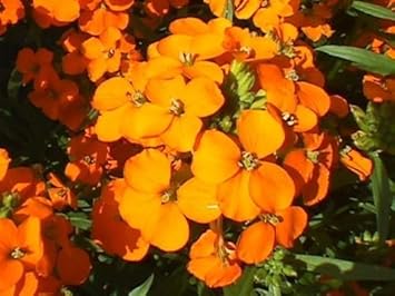 Orange Siberian Wallflower Seeds for Planting 100 Pcs pcs