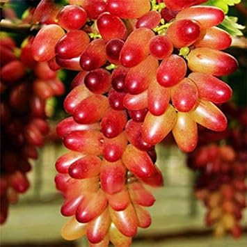 Fresh Miniature Grape Fruit Seeds for Planting - Cream Pink Garden & Heirloom Seeds, GMO Free