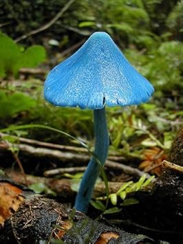 Sky Blue Mushroom Seeds for Planting - 100 Pcs pcs
