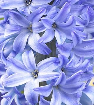 Sky Blue Hyacinthus Orientalis Flower Seeds for Planting NON GMO Seeds
