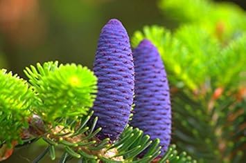 Abies Koreana Purple Plant Seeds for Planting – Organic, Heirloom, Non-GMO Seeds