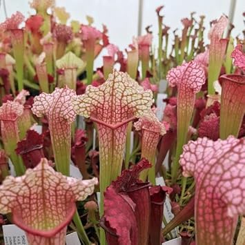 Organic Heirloom Non-GMO Sarracenia Seeds for Planting – Carnivorous Bog Plants