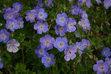 Geranium Rozanne Flower Seeds – Heirloom Non-GMO Seeds for Planting
