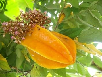 Yellow starfruit Averrhoa carambola seeds