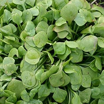 Green Claytonia Planting Seeds for Garden NON GMO Seeds