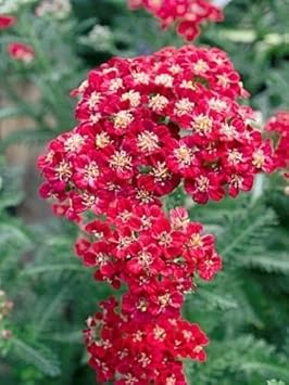 Heirloom Red Yarrow Flower Seeds for Planting, Non-GMO