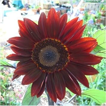 Red Moulin Sunflower Seeds for Planting â€“ Bright Red Blooms for Garden Landscaping for planting in home garden