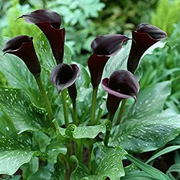 Black Calla Flower Seeds for Garden Planting - Heirloom & Non-GMO garden seeds