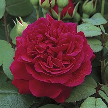 Dark Red Climbing Rose Plant Seeds for Planting Non-GMO Heirloom Garden Seeds for Growing