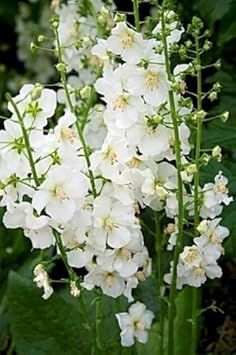 White Verbascum Flower Seeds for Planting - NON GMO Seeds