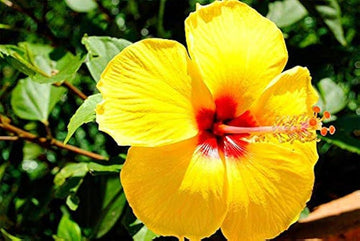 Heirloom Non-GMO Light Green Hibiscus Flower Seeds for Garden Planting ƒ?? Rare Tropical Blooms