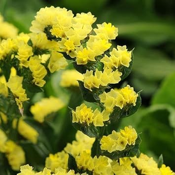 Heirloom Non-GMO Limonium Flower Seeds for Planting – Long-Lasting Blooms for Coastal Gardens