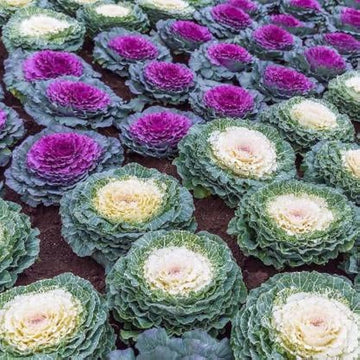 Heirloom Non-GMO Brassica Kale Flower Seeds for Planting – Edible Ornamental Garden Greens