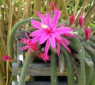 Aporocactus Flower Seeds for Planting, Fresh, NON GMO Seeds