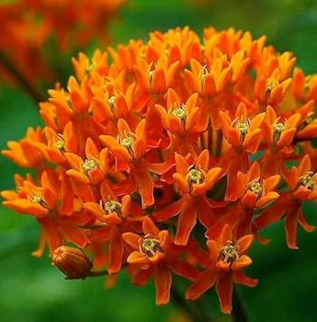 Asclepias Flower Seeds Heirloom Non GMO Planting - 100 pcs