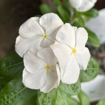White Vinca Flower Seeds for Planting - 100 pcs