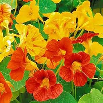 Heirloom Yellow Red Nasturtium Flower Seeds for Planting – Non-GMO, Vibrant Edible Blooms