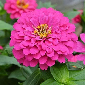 Elegans Flower Seeds for Planting - 100 pcs