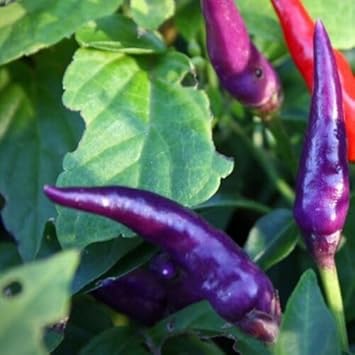 Dark Blue Chili Seeds for Planting - 100 Pcs pcs