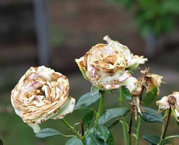 White and Brown Rose Plant Seeds for Planting, Non-GMO Heirloom Garden Seeds for Growing