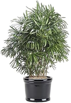 Green Rhapis Palm Plant Seeds for Indoor and Tropical Gardens – Fresh Herb for Your Garden
