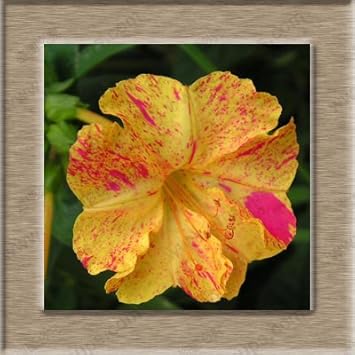 Heirloom Non-GMO Orange Pink Mirabilis Flower Seeds for Garden Planting – Fragrant Evening Blooms for planting in your garden.