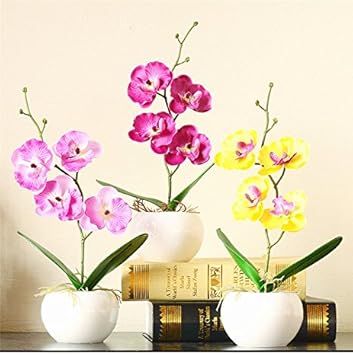 Mixed Doritaenopsis Orchid Flower Seeds – Non-GMO Colorful Garden Blooms for Planting
