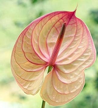 Heirloom Non-GMO Anthurium Flower Seeds for Planting – Cream Pink Tropical Blooms