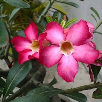 Organic Heirloom Non-GMO Adenium Seeds for Planting – Pink Desert Rose Blooms