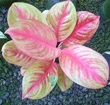 Aglaonema Pink Mix Flower Seeds for Planting - NON GMO Seeds for planting in home garden