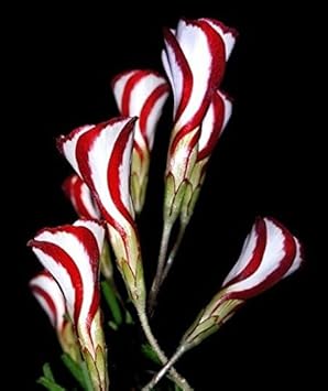Red White Versicolor Flower Seeds for Planting - 100 pcs