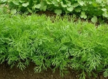 Bouquet Dill Herb Seeds for Planting – Heirloom & Non-GMO Seeds for Cu