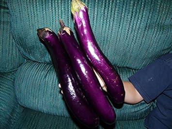 Purple Eggplant Solanum melongena for planting in vegetable patch