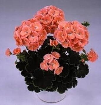 Orange Zonal Geranium Flower Seeds for Planting - Heirloom & Non-GMO Seeds For Home Garden