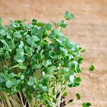 Green Cress Plant Seeds for Planting heirloom & Non-GMO Seeds