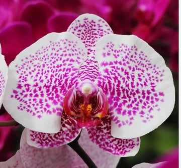 Pink White Phalaenopsis Orchid Flower Seeds – Heirloom, Non-GMO Seeds for Planting