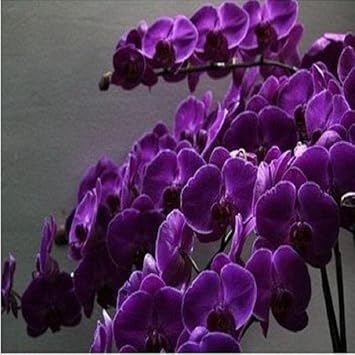 Butterfly Orchid Flower Seeds Violet for Planting - NON GMO Seeds