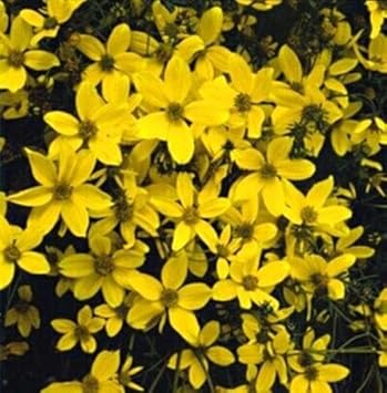 Yellow Bidens Flower Seeds for Planting, 100 pcs