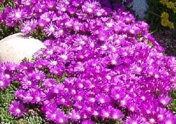 Purple Delosperma Flower Seeds for Planting - 100 pcs for planting in your garden.
